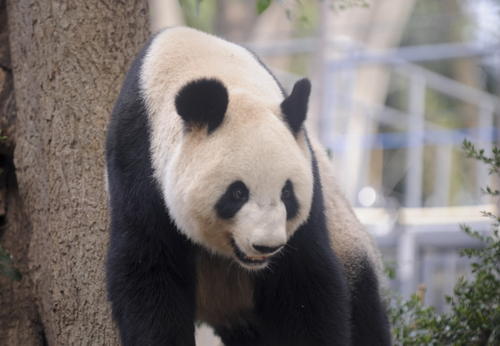 東京上野動物園新建“熊貓森林”對公眾開放