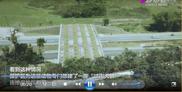 巴西為野生動物建設(shè)過街天橋