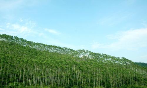 國家標(biāo)準《天然林保護修復(fù)生態(tài)效益評估指南》發(fā)布