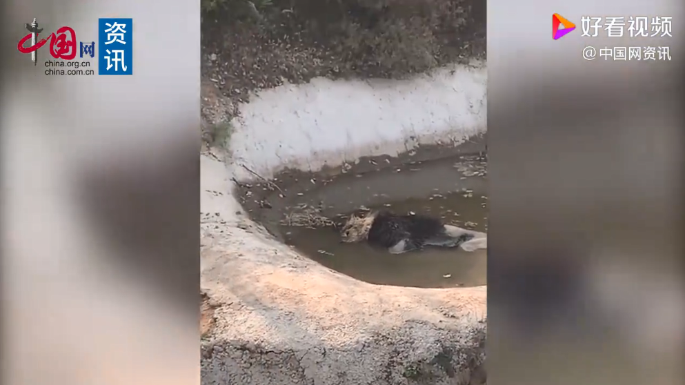 邯鄲動物園猴子住綠藻污水池