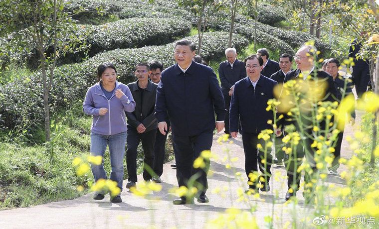 習(xí)近平察看武夷山春茶長勢(shì)：把茶文化、茶產(chǎn)業(yè)、茶科技這篇文章做好