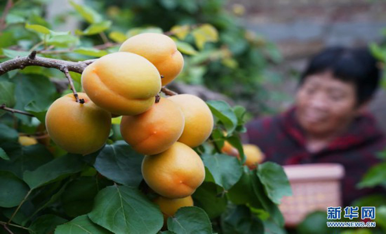 河北順平：錯(cuò)季水果種植促農(nóng)增收