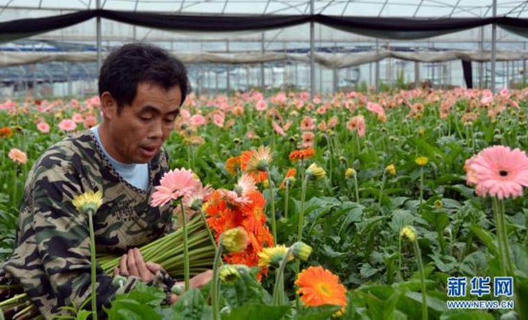 “花”樣致富路