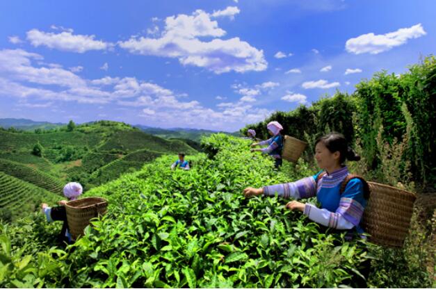 廣西西林：一片茶葉致富千萬家