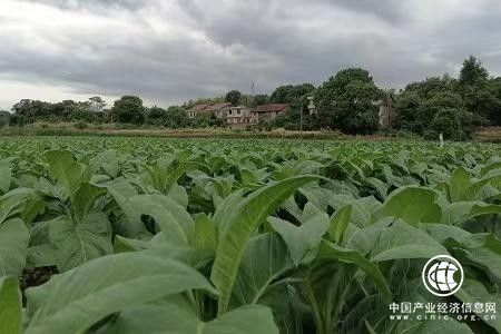  湖南安仁：煙波浩渺里繪就鄉(xiāng)村振興綠色畫卷