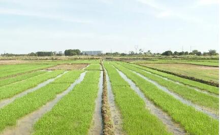 多部門多地區(qū)積極行動——保障生活生產用水 努力奪取秋糧豐收