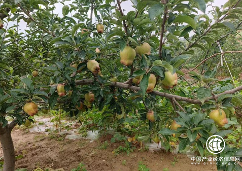 中華聯(lián)合財險蘋果完全成本險項目在甘肅試點成功