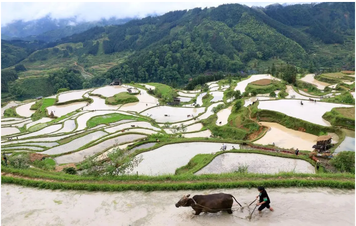 農(nóng)業(yè)農(nóng)村部：開展第七批中國重要農(nóng)業(yè)文化遺產(chǎn)挖掘認(rèn)定工作