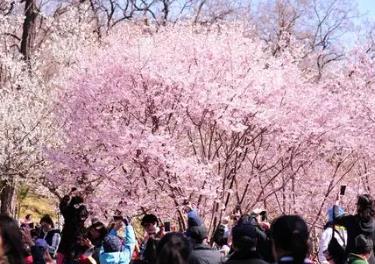 中國(guó)各地“賞花經(jīng)濟(jì)”玩出新“花”樣