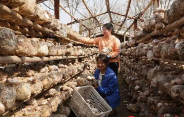 河南泌陽(yáng)：食用菌產(chǎn)業(yè)突破100億元 出口創(chuàng)匯超1億美元