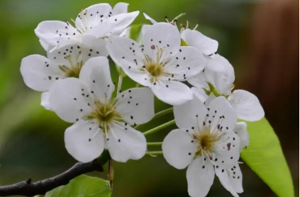 梨花為媒 黑龍江鶴崗打造賞花經(jīng)濟