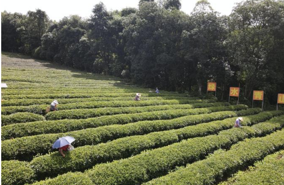 從茶“葉”到茶“業(yè)”，一片葉子富一方百姓