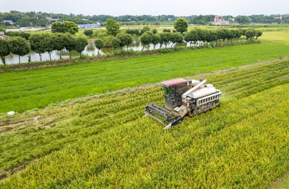 夏管關(guān)鍵期 農(nóng)田繪“豐”景——多地農(nóng)業(yè)生產(chǎn)一線掃描