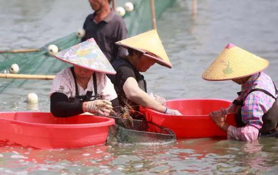 年產值近40億元 江蘇高郵授獲“中國生態(tài)大蝦之都”稱號