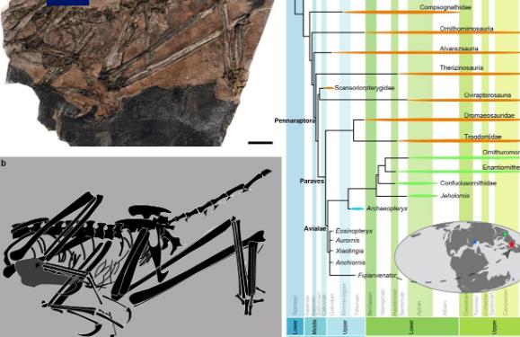 中國(guó)發(fā)現(xiàn)新的鳥(niǎo)翼類恐龍化石“奇異福建龍”