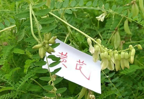 “中國黃芪之鄉(xiāng)”山西渾源縣發(fā)揮資源優(yōu)勢 三大產(chǎn)業(yè)惠農(nóng)增收