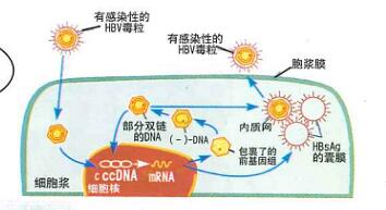 預(yù)防艾滋病、梅毒和乙肝母嬰傳播小課堂（一）