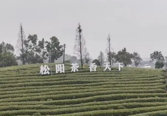 浙江松陽縣通過“中國(guó)生態(tài)香茶之都”評(píng)審