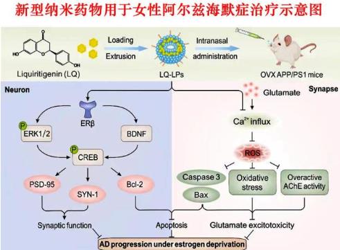 天津大學(xué)聯(lián)合研發(fā)阿爾茲海默癥女性特異性納米藥物