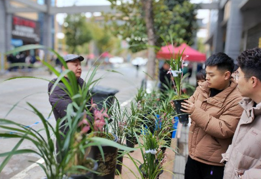 “中國細葉蓮瓣蘭花之鄉(xiāng)”云南維西：“小蘭花”成縣域經(jīng)濟“大亮點”