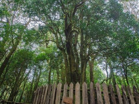 中國茶葉大縣云南省臨滄市雙江縣推出古茶樹認(rèn)養(yǎng)保護(hù)計劃