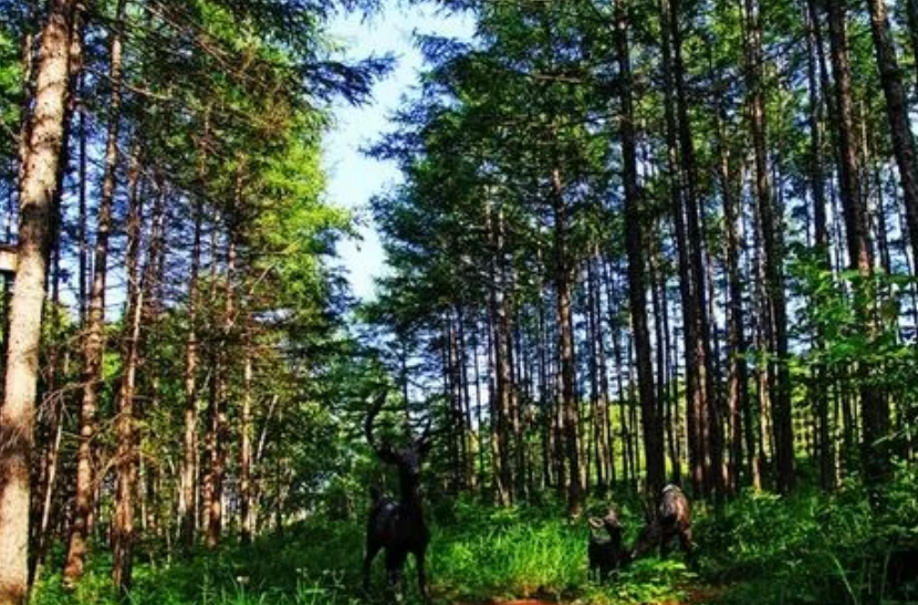 從賣木頭到搞旅游 東北林區(qū)實現(xiàn)綠色經(jīng)濟轉型