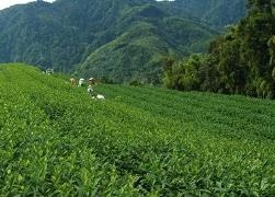 “中國茶業(yè)百強縣第一名”的新風景