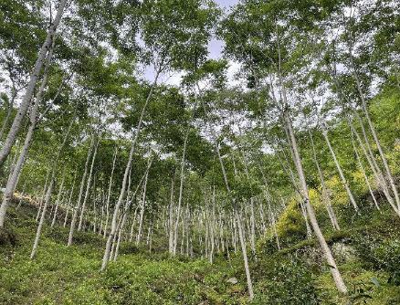 四川省共有132個省級林木良種 較去年增加6個