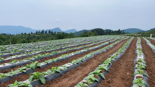 張家界桑植煙草：種上“黃金葉”喚醒撂荒地