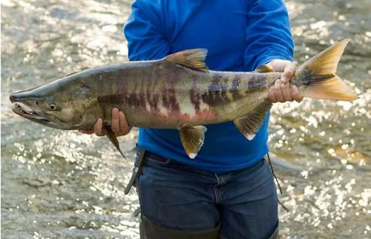 生態(tài)冷水魚 致富“熱經濟” 黑龍江同江市推動鰉魚產業(yè)高質量發(fā)展