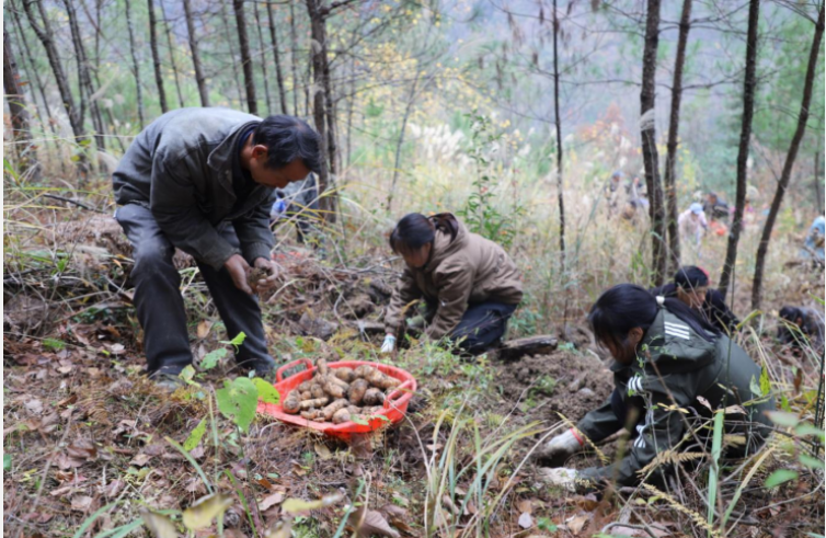 重慶國儲林項(xiàng)目提升林業(yè)“含金量” 助力大巴山區(qū)鄉(xiāng)村振興