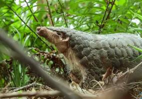 十四部門聯(lián)合發(fā)文！廣東持續(xù)強(qiáng)化野生動物及其棲息地保護(hù)