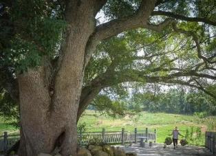 廣東建成古樹公園181個 帶動鄉(xiāng)村旅游業(yè)發(fā)展