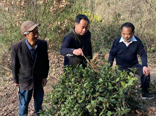 羅田縣煙草專賣(mài)局：茗葉飄香興產(chǎn)業(yè)  攜手共進(jìn)振鄉(xiāng)村