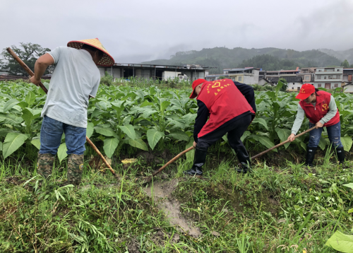 廣西羅城：雨季助農(nóng)備烤忙