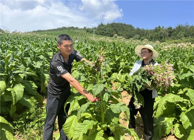 打頂留葉忙，優(yōu)化促豐收