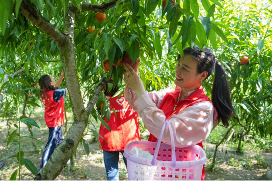 鮮桃豐收采摘忙 增收致富促振興