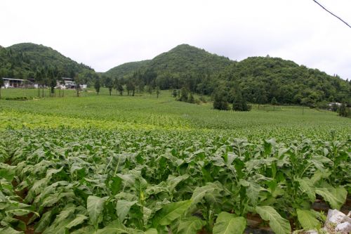 湖北利川：一片“綠葉”托起高山產(chǎn)業(yè)致富夢