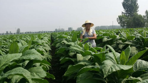 河南漯河：小確幸匯聚大幸福